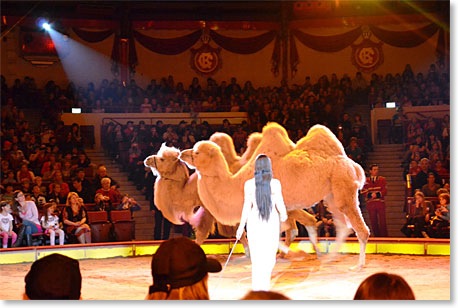 zirkus2012-03-02