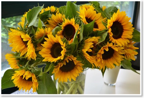 sonnenblumen450